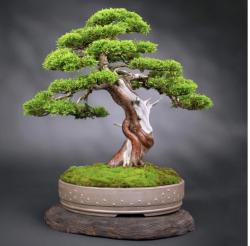The image for 🌿 Bonsai Workshop: A Journey Into Living Art